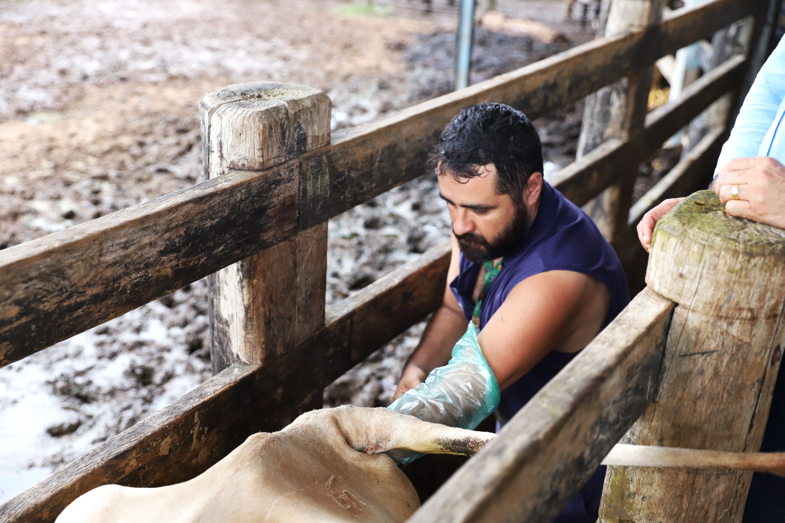 O programa Mais Pecuária Brasil é contínuo e Araguaína tem disponibilidade para ofertar anualmente a inseminação em 600 animais