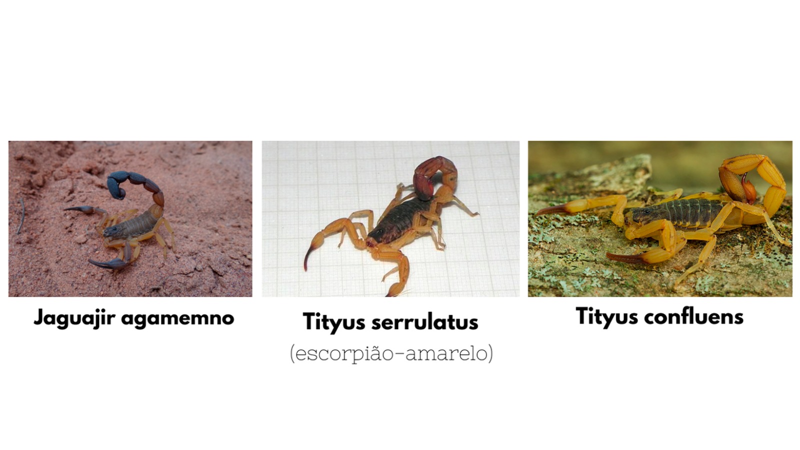 O Tityus serrulatus (imagem do meio) é muito parecido com outra espécie de escorpião, o Tityus confluens, porém o serrulatus apresenta características distintas, como o tronco escuro e uma mancha escura em tons avermelhados próximo ao ferrão