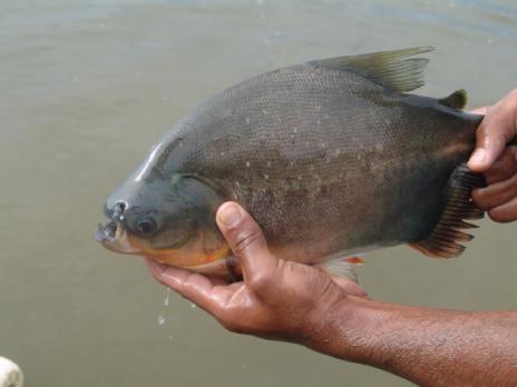 Capacitação em Piscicultura realiza dia de campo em Araguaína