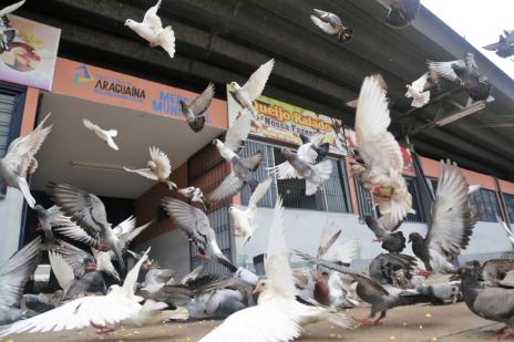 Prefeitura de Araguaína orienta sobre doenças causadas por pombos