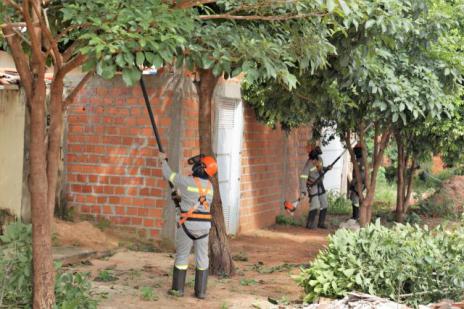 Prefeitura e Energisa iniciam mutirão de podas de árvores em Araguaína