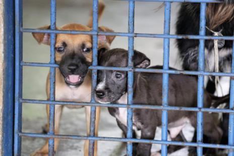 Projeto Adote promove a adoção de 265 animais em Araguaína