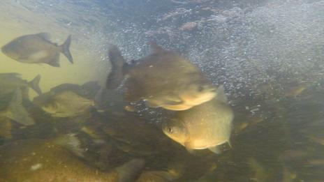 Projeto reintroduzirá mais de 200 mil peixes de espécies nativas no Lago Azul