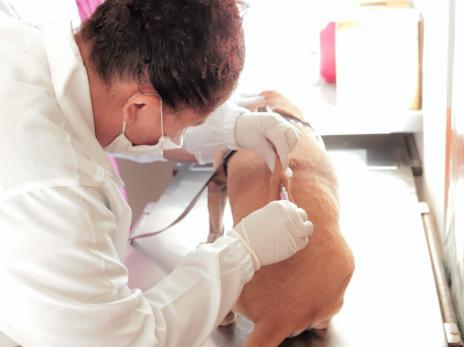 CCZ inicia campanha de vacinação antirrábica em cães e gatos