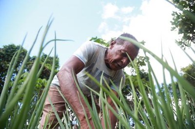 Hortas comunitárias de Araguaína têm apoio técnico para aumentar produção e venda
