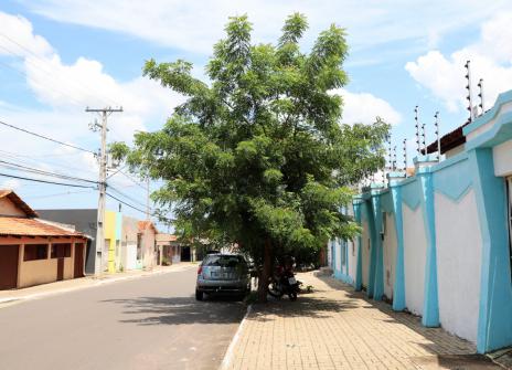 Meio Ambiente de Araguaína orienta moradores a evitarem o plantio de árvores nim