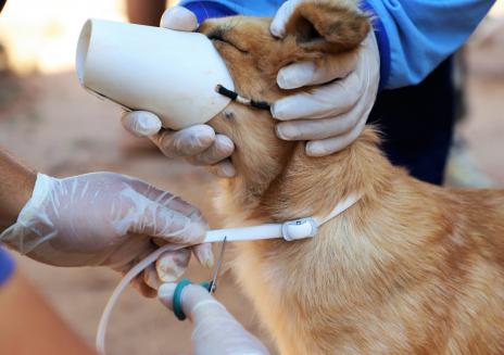 Araguaína inicia encoleiramento de cães para reforçar combate ao calazar