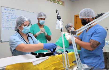 Centro de Castração de Cães e Gatos de Araguaína chega a mais de 2.500 cirurgias realizadas