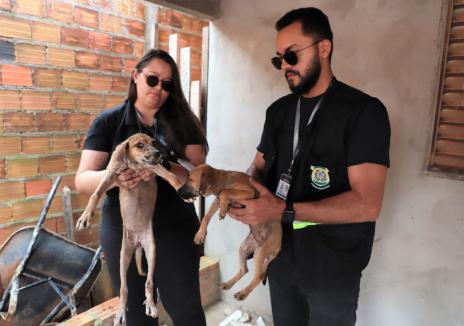 Araguaína registra aumento de 36% em denúncias de maus-tratos contra animais