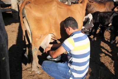 Caravana da Sanidade Animal levará orientação e vacinas para criadores de gado nos projetos de assentamento de Araguaína