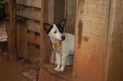 CCZ antecipa vacinação contra a raiva e a meta é vacinar 29 mil cães e gatos em Araguaína até o final de setembro