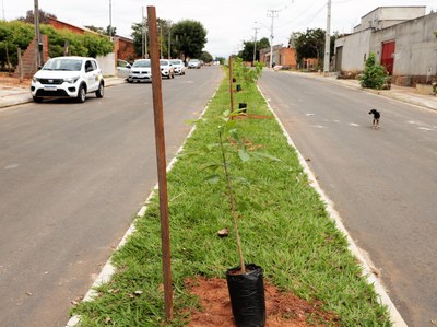 Regras do Plano de Arborização Urbana estão disponíveis para os araguainenses