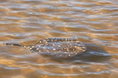 Temporada de praias: Saúde de Araguaína alerta para os cuidados com as arraias