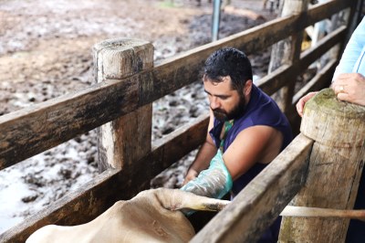 Araguaína oferta inseminação artificial gratuita em bovinos
