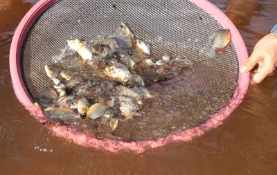 Mais 10 mil alevinos são soltos no Lago Azul de Araguaína
