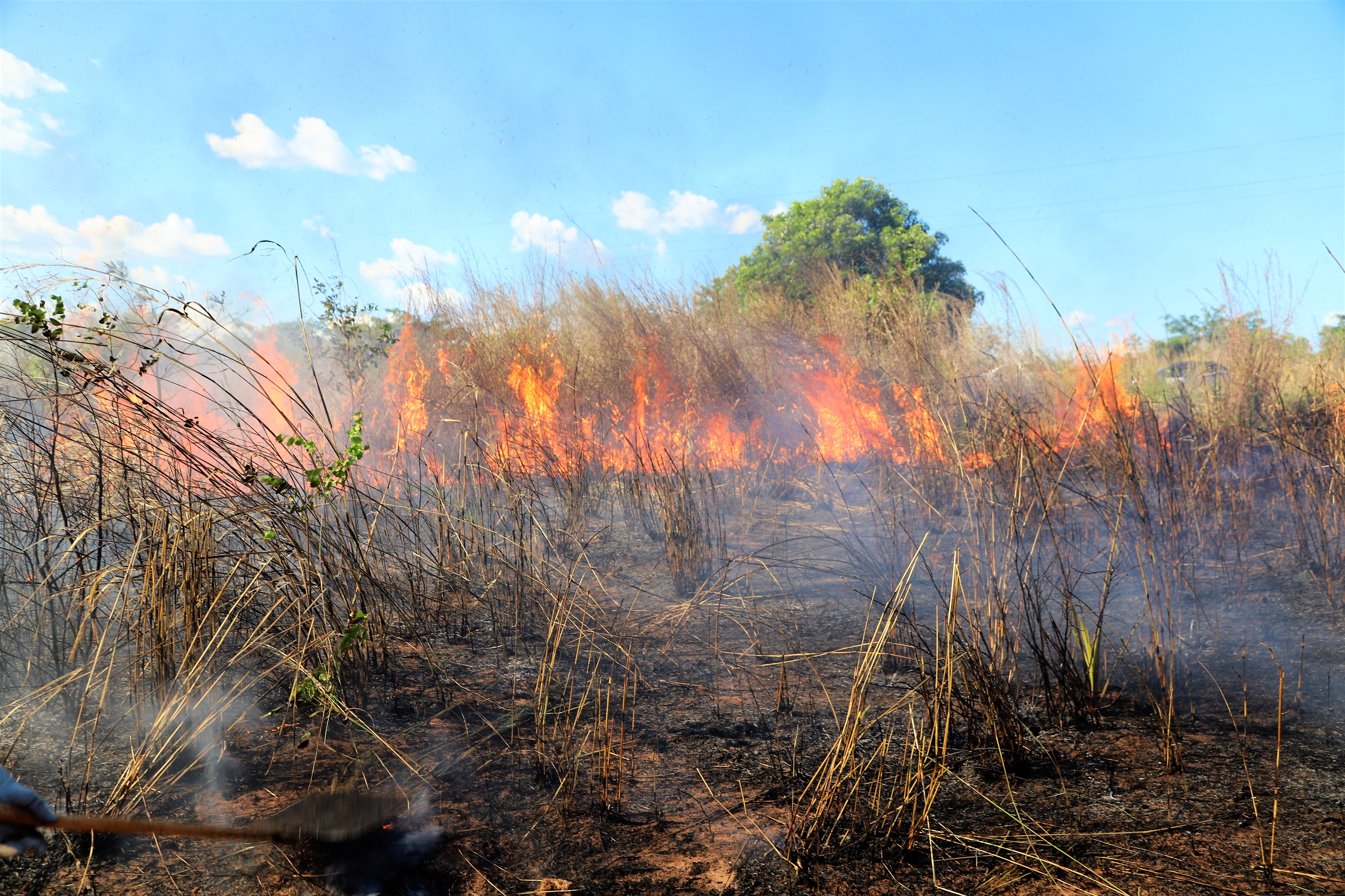 Em casos de queimadas em andamento, o Corpo de Bombeiros deve ser acionado no 193. A Fiscalização Ambiental do Município recebe denúncias para identificar autores e proprietários das áreas queimadas