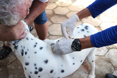 Araguaína inicia campanha de vacinação contra raiva em cães e gatos com visitas domiciliares