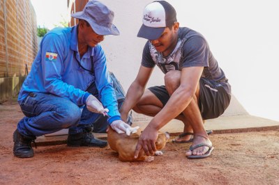 Campanha de vacinação contra a raiva terá ação especial na Via Lago nesta sexta-feira