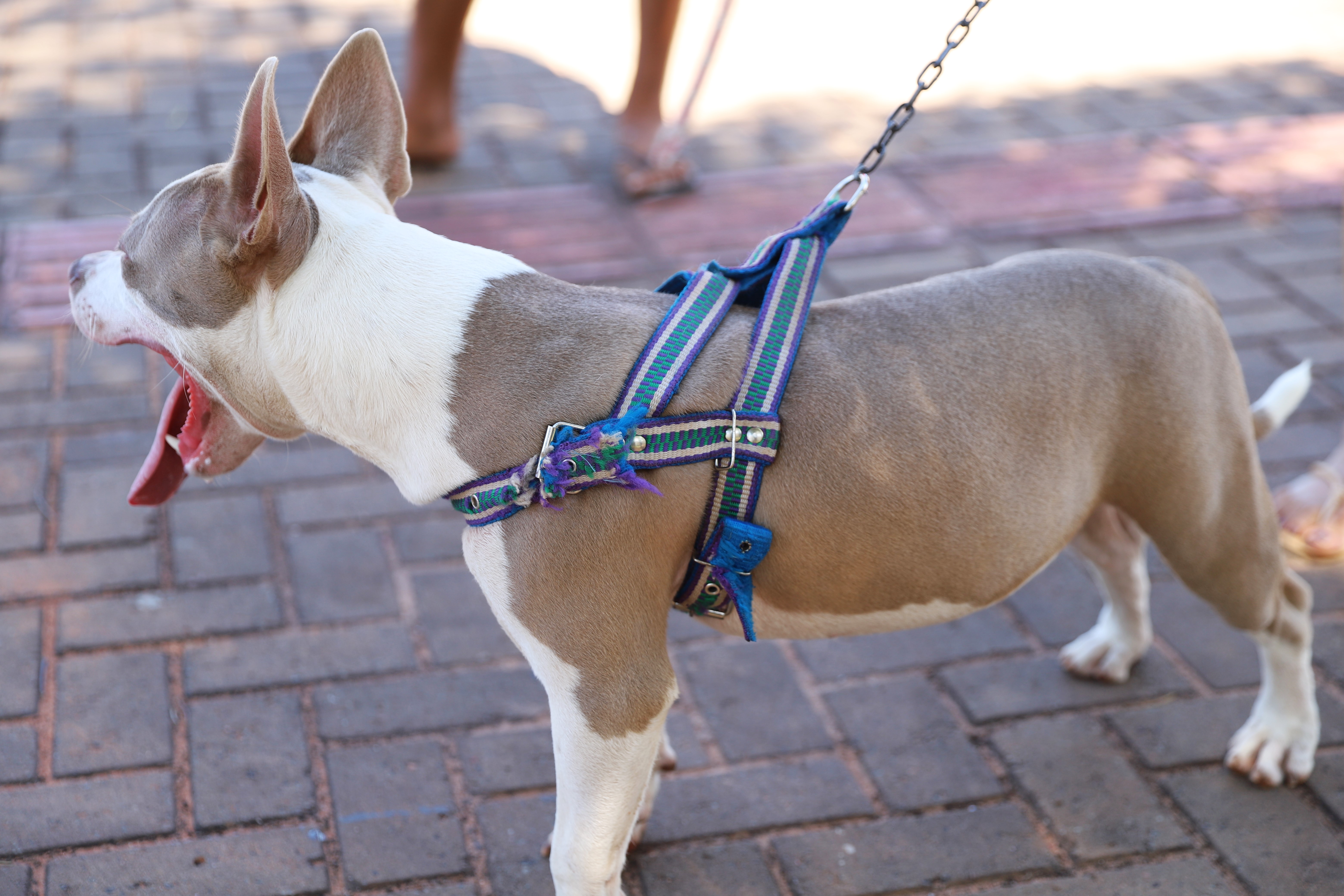 A Lei Municipal nº 3.309, de 11 de agosto de 2022, determina que cachorros de raças de médio e grande porte só podem circular em vias públicas se estiverem usando focinheira e guia curta de condução. A guia também é recomendada para cães menores