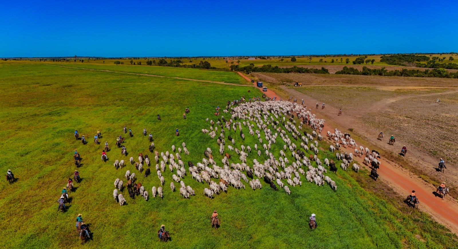 Araguaína possuía quase 302 mil cabeças de gado até novembro de 2024, terceiro maior rebanho do Estado. A carne da cidade é referência nacional e internacional, com o município sendo o único do Tocantins a exportar em quantidade relevantes para o exigente mercado do Estados Unidos