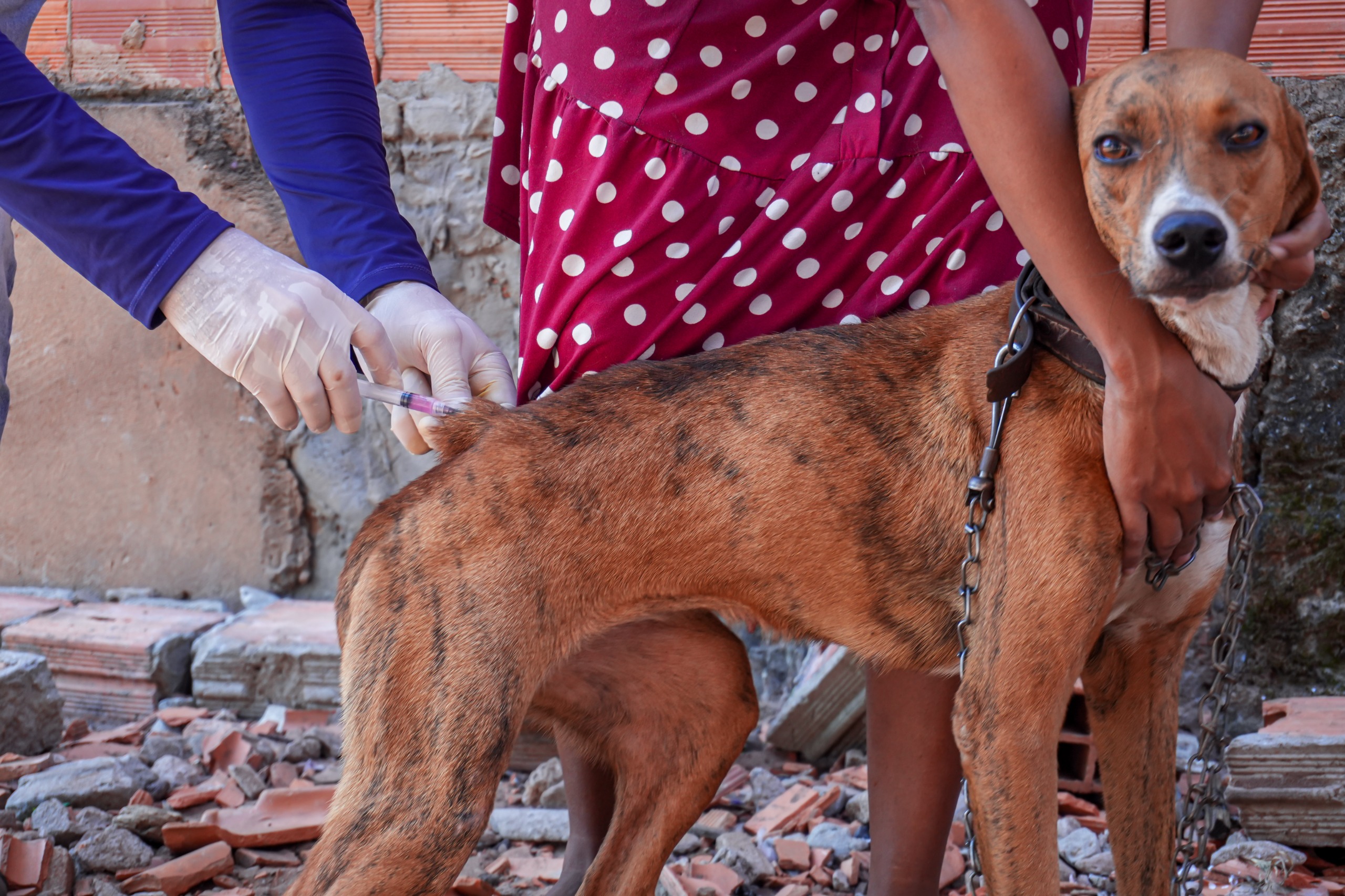 Iniciada no final de abril, a campanha neste ano tem a meta de vacinar aproximadamente 34 mil cães e gatos