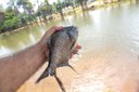 Laguinho da Via Lago recebe mais peixes para disputa infantil do 1º Torneio de Pesca Esportiva Lago Vivo