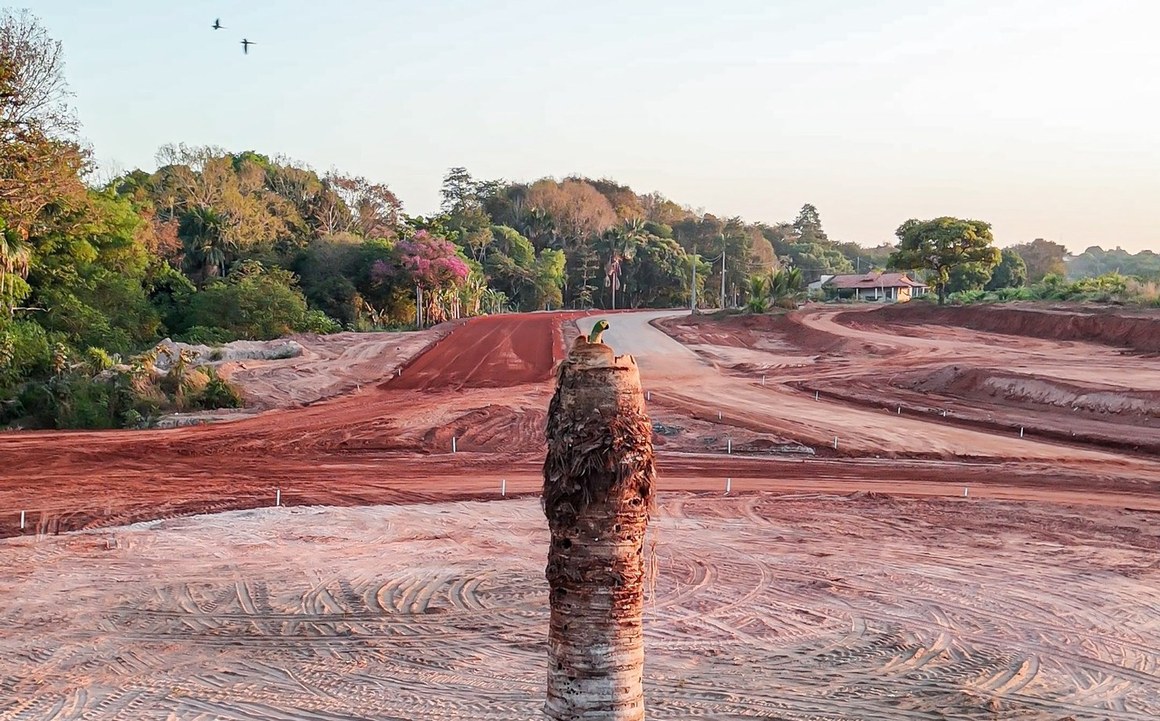 O local deve se tornar um pequeno bosque e um símbolo de conservação, assim como é o Pé-de-Pequi no setor Ana Maria